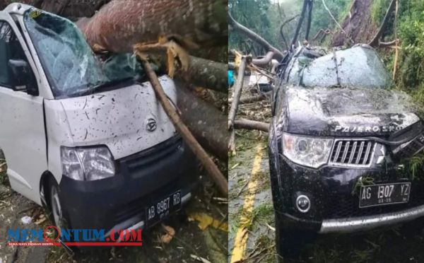 Longsor Jalur Trenggalek-Ponorogo Sebabkan Dua Mobil Tertimpa Pohon, Enam Orang Dilaporkan Luka